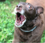 Ansia da separazione nel cane